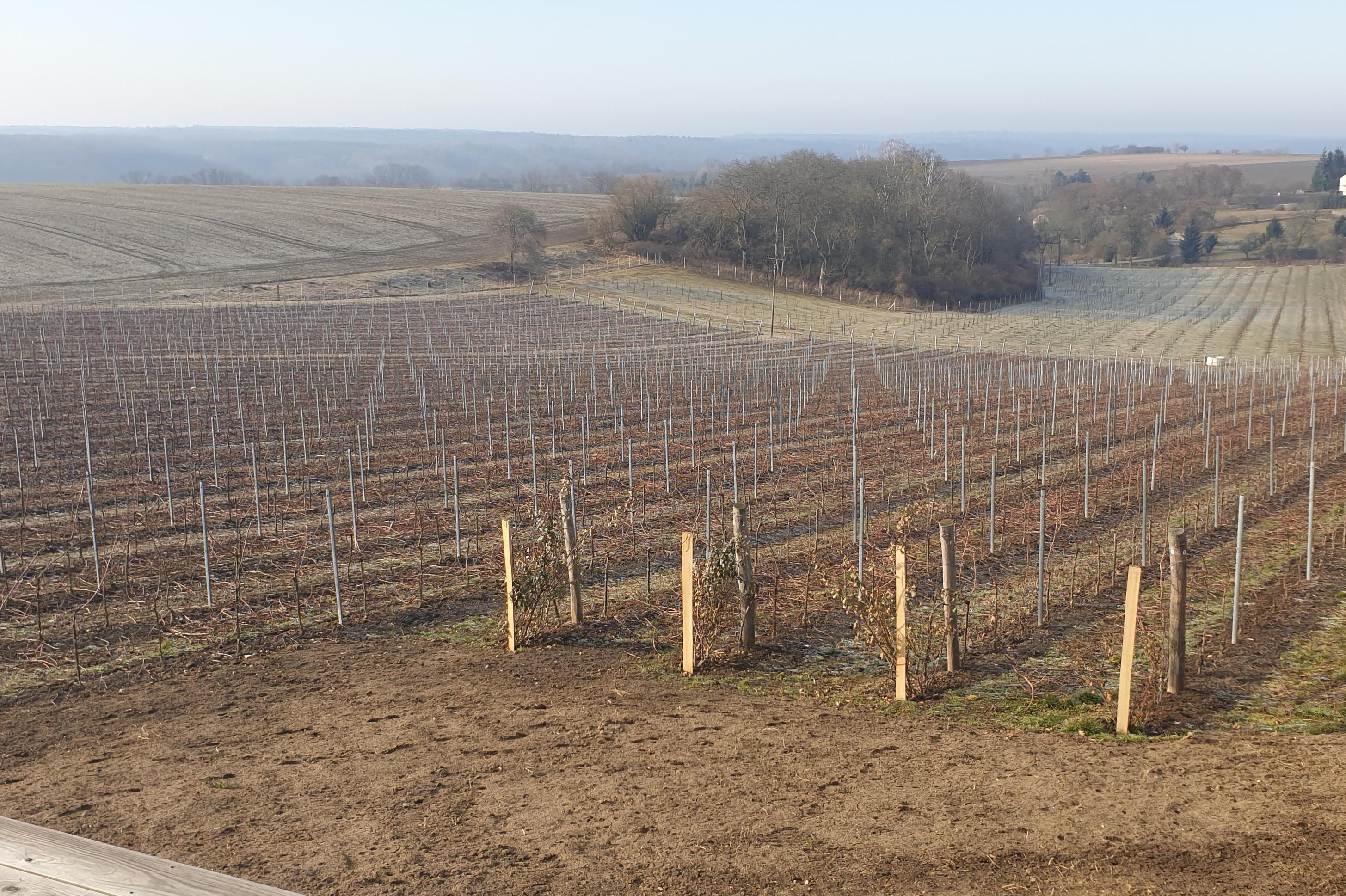 Řepínský vinohrad Štěpán