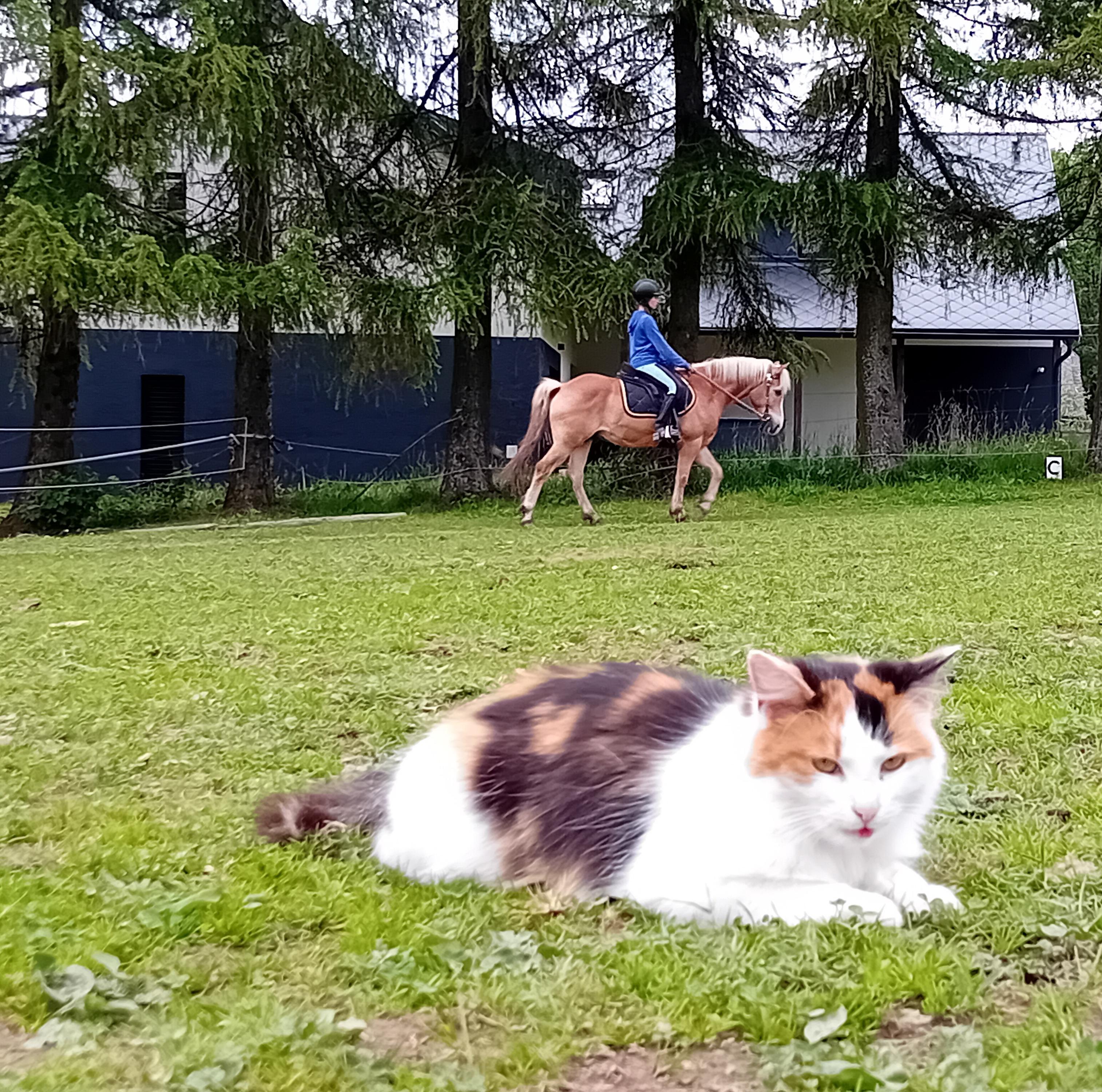JEZDECKÝ KLUB LIPKA foto 5