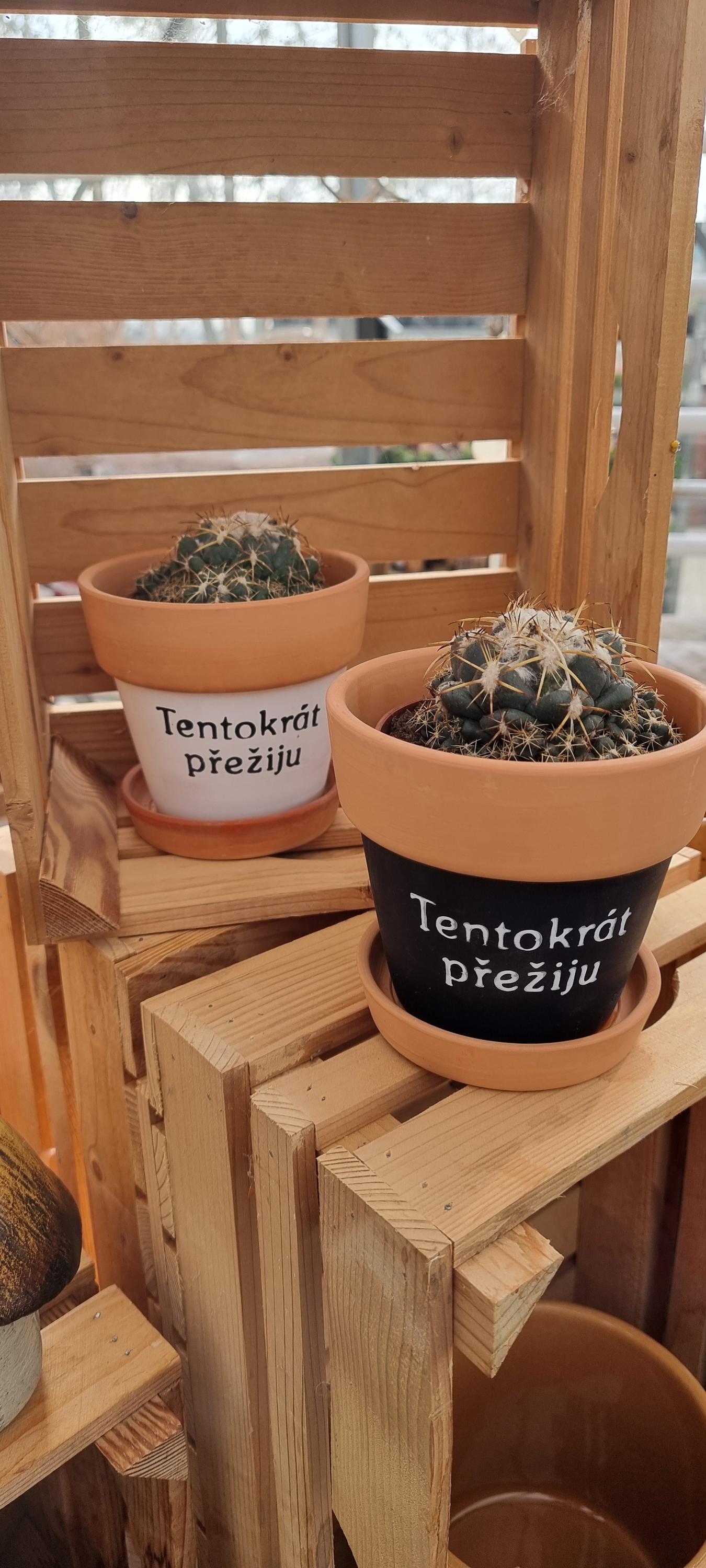Naše kytky s.r.o. foto 2