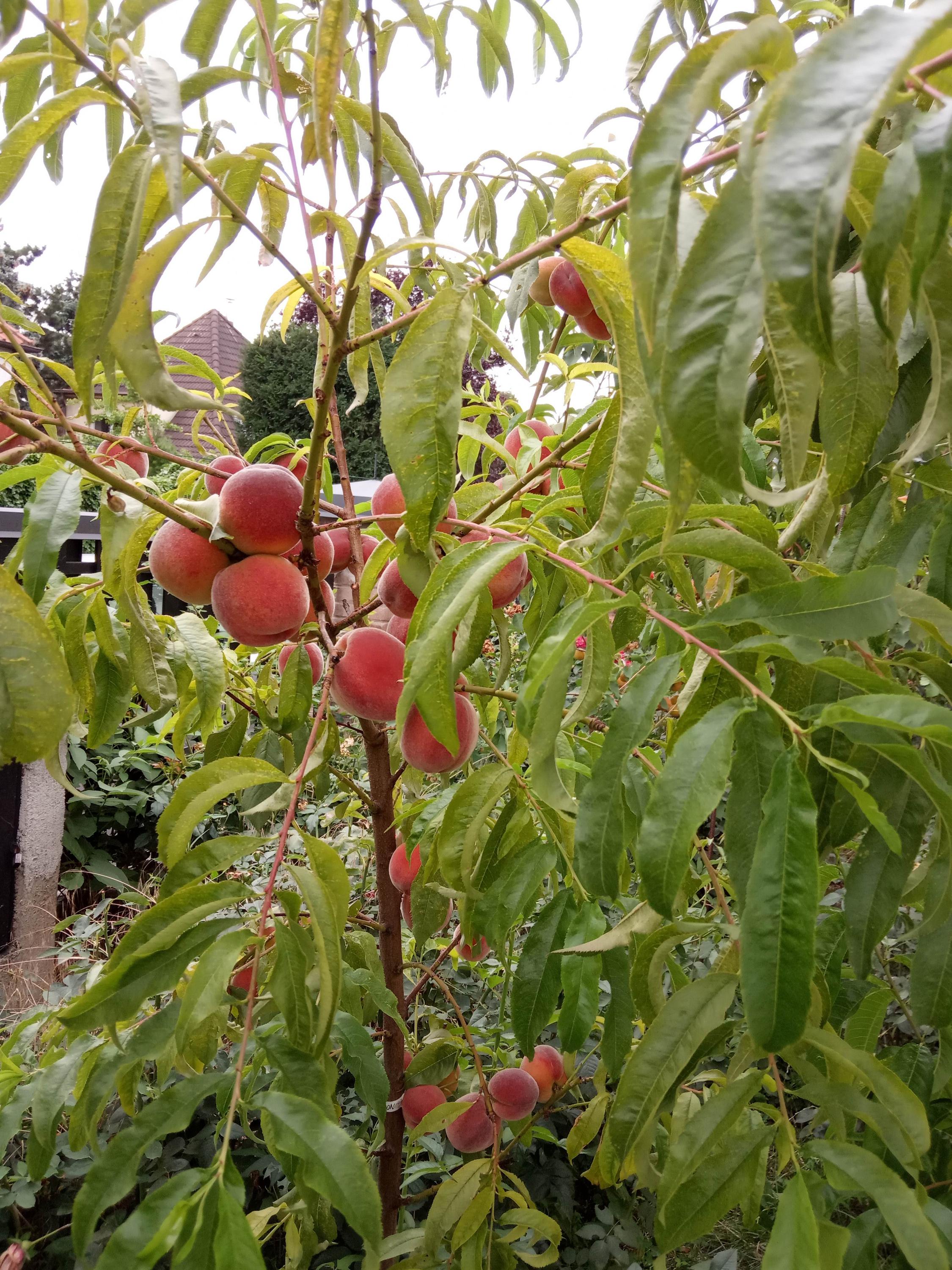 Ovocné stromky Viktor Zavřel foto 4
