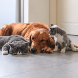 Producers of pet supplies - dogs and cats