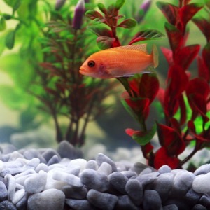 Velkoobchod potřeb pro akvaristy a teraristy