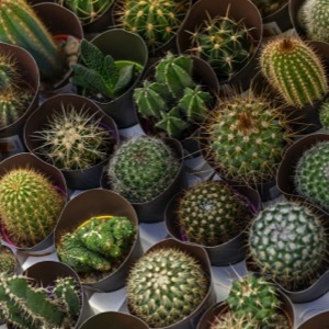 Prodej kaktusů a sukulentů