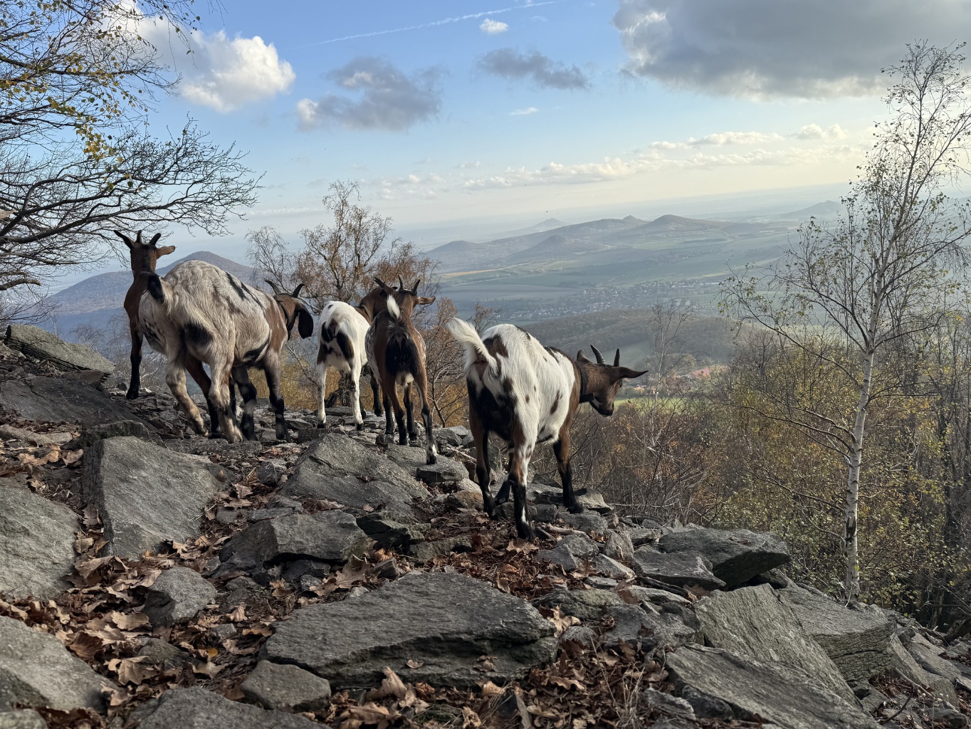 Vacheria - farma Kletečná foto 4