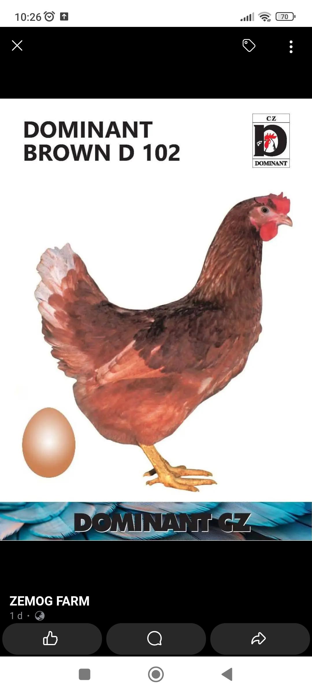 Odchov a prodej drůbeže - Miroslav Pech foto 4