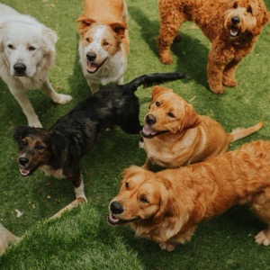 Moravian-Silesian Kennel Club