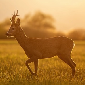 Game farming, hunting trips