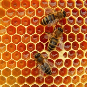 Producers of bee products