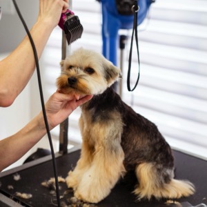 Dog grooming salons