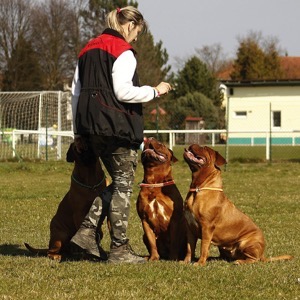 Dog training