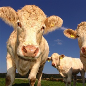 Large and medium livestock farms