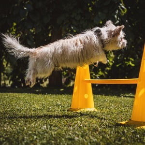 Dog training centres