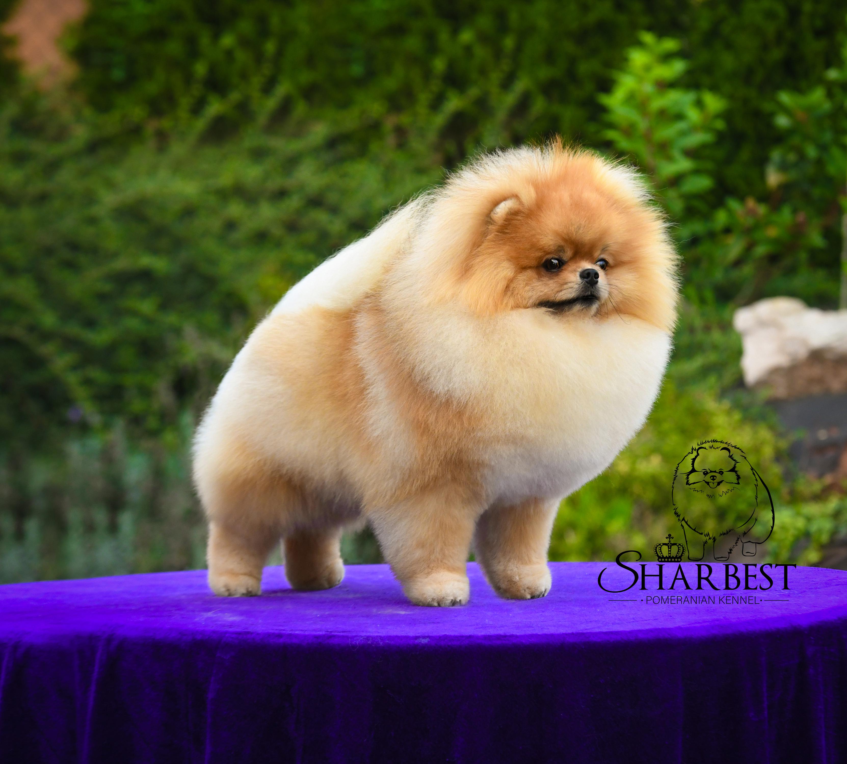 Chovatelská stanice Sharbest foto 3