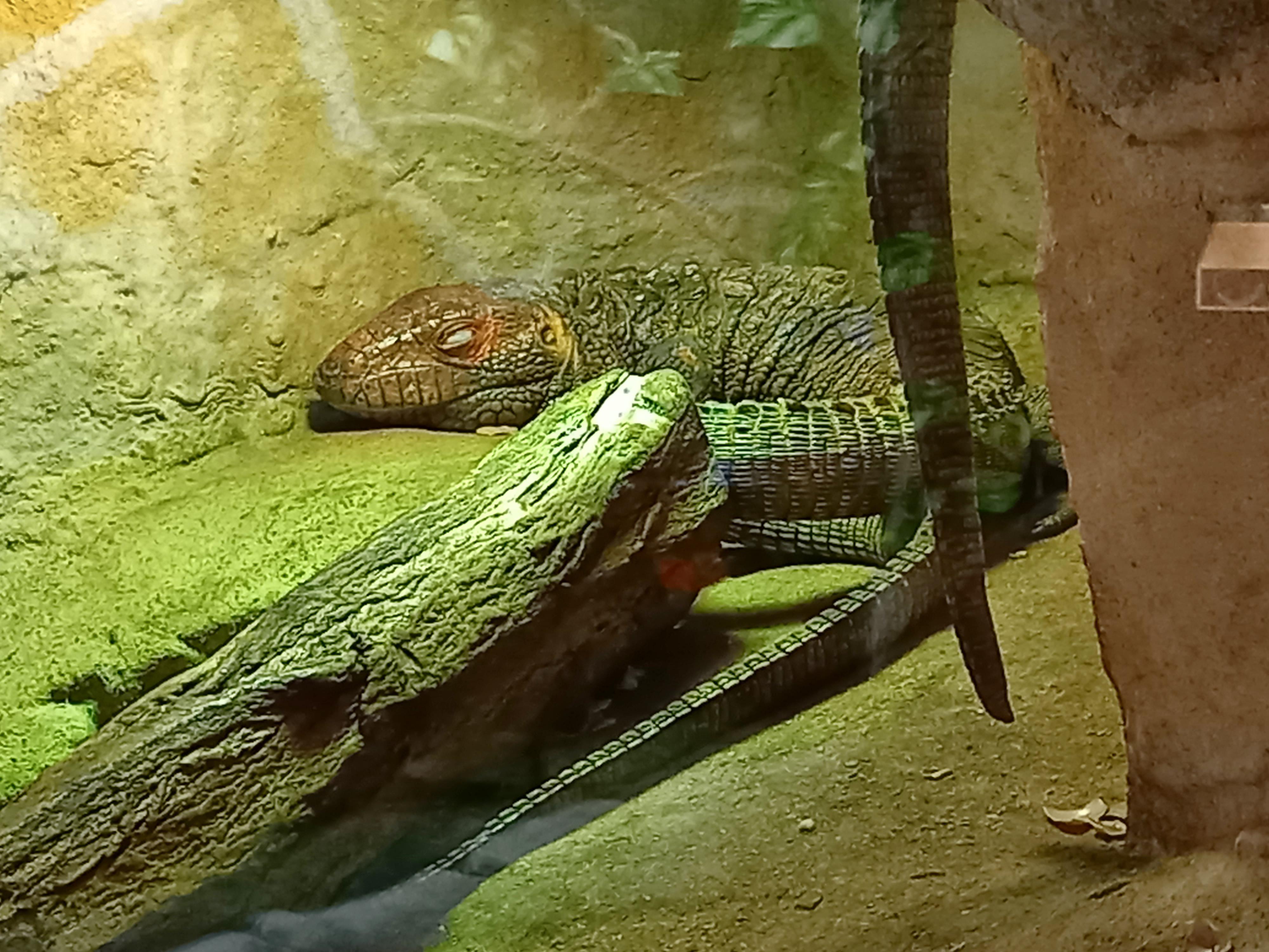 Akva Tera Zoo Plzeň foto 6