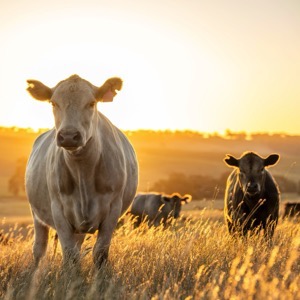 Wholesalers of livestock products