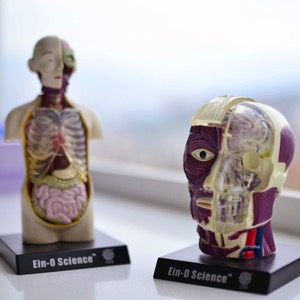 Upper secondary nursing and social services schools