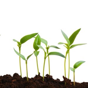 Growers and sellers of seedlings