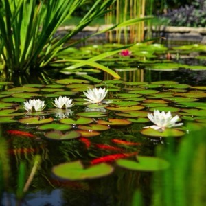 On-line prodej zahradních jezírek a příslušenství