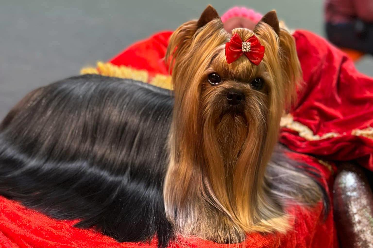 Chovatelská stanice Sharbest