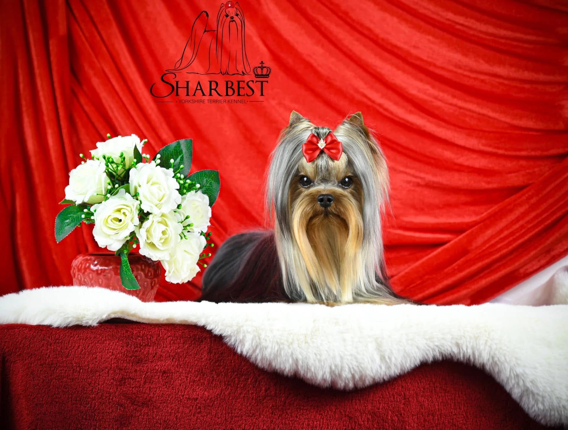 Chovatelská stanice Sharbest foto 2