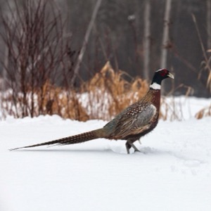 Pheasant farming
