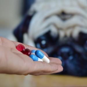 Sellers of veterinary medicines