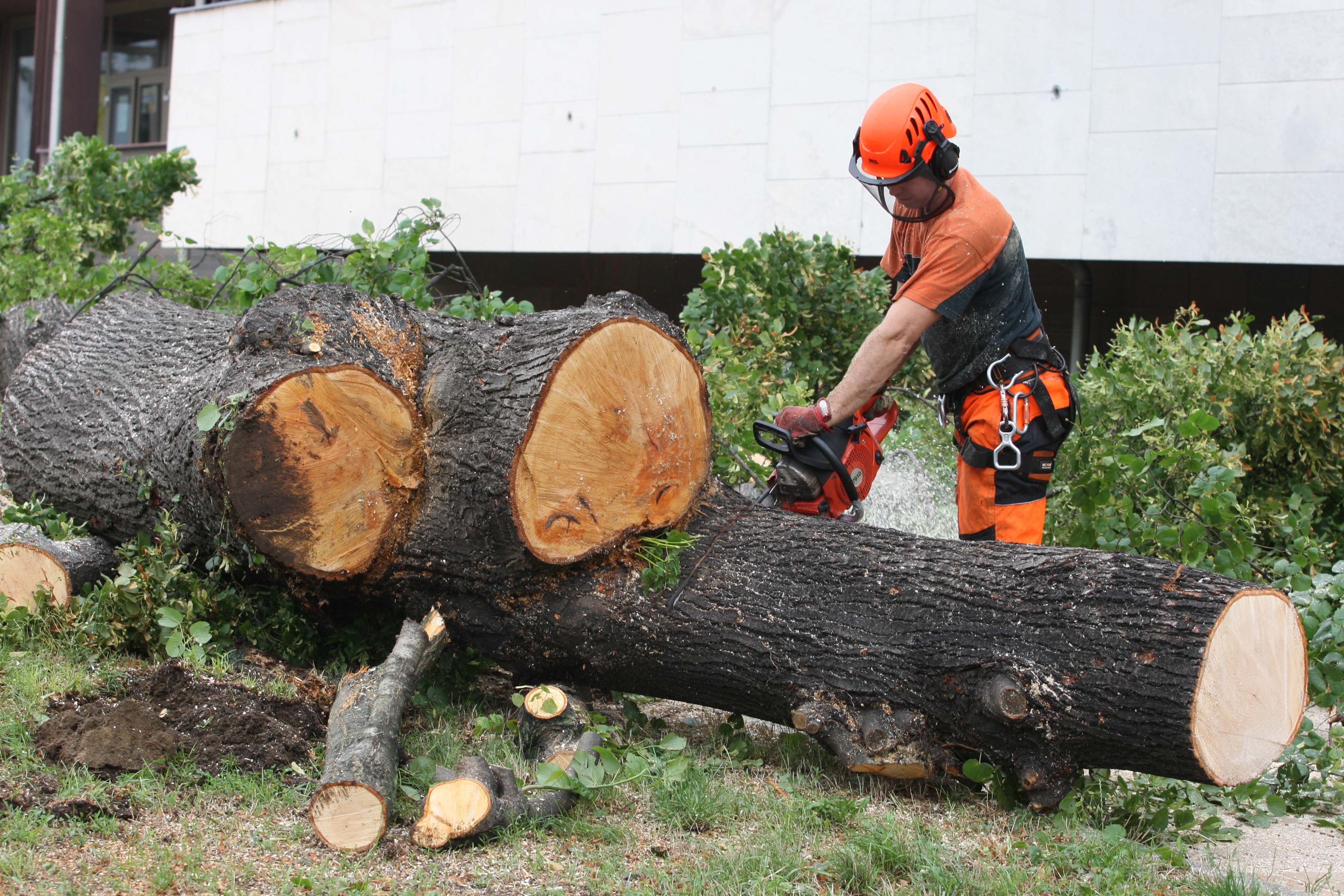 Jiří Petřík - rizikové kácení stromů foto 3