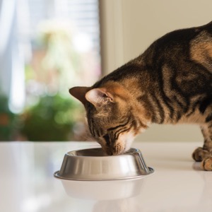 On-line prodej krmiva pro kočky