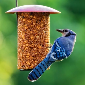 Producers of equipment for bird and rodent breeders