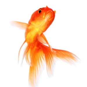 On-line prodej potřeb pro akvaristy a teraristy