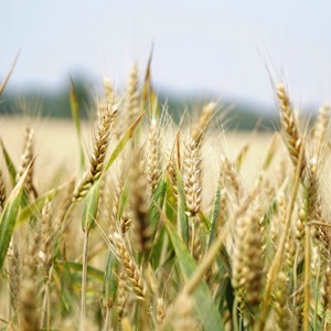 Prodej dia a bezlepkových potravin