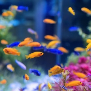 Aquarium fish sellers