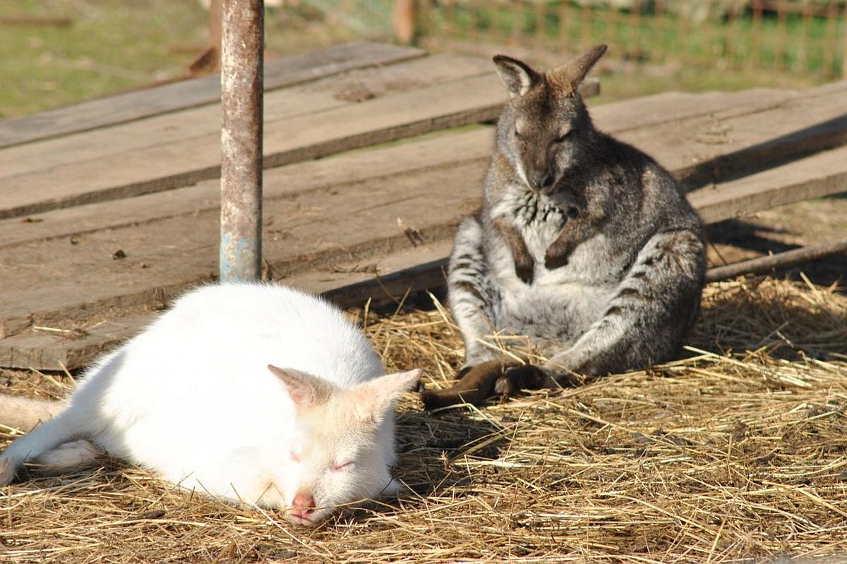 Naše Zvířátka Putim