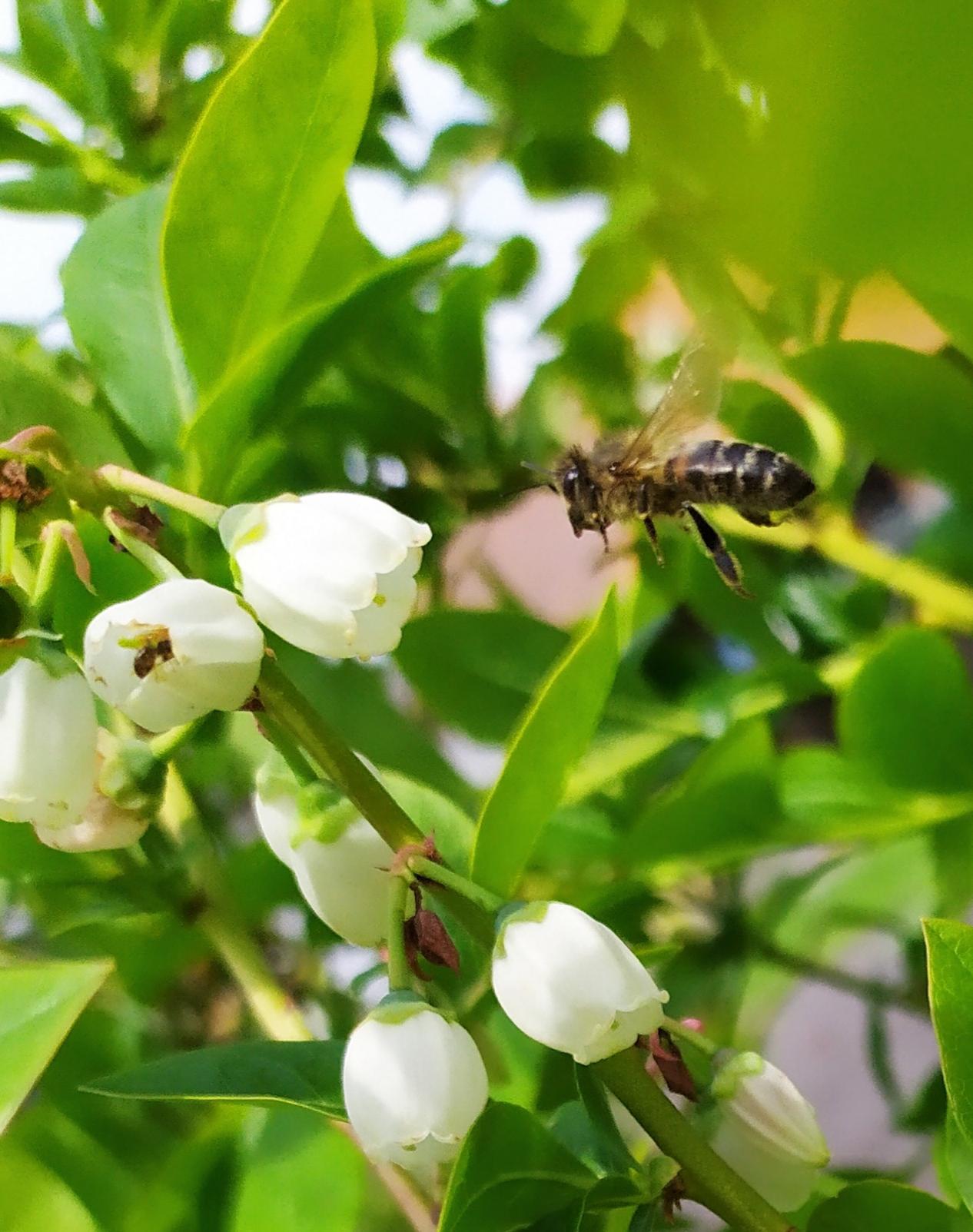 Včelařství Lesní Albrechtice foto 6