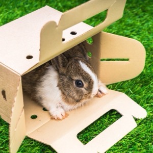 Prodej domácích zvířat