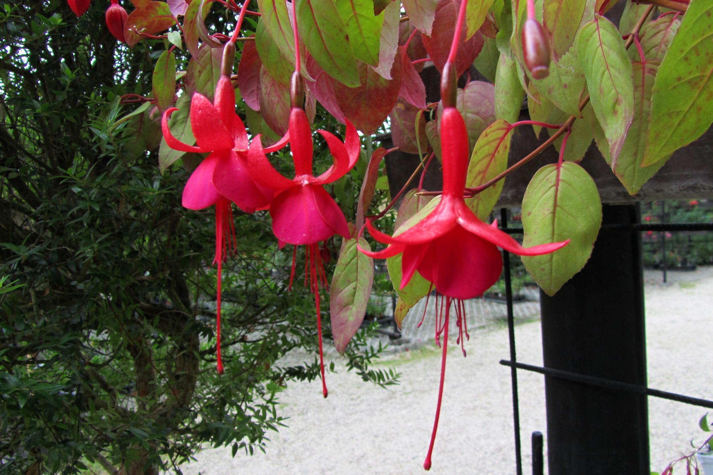 Fuchsie - Zámecká zahrada Buchlovice foto 4