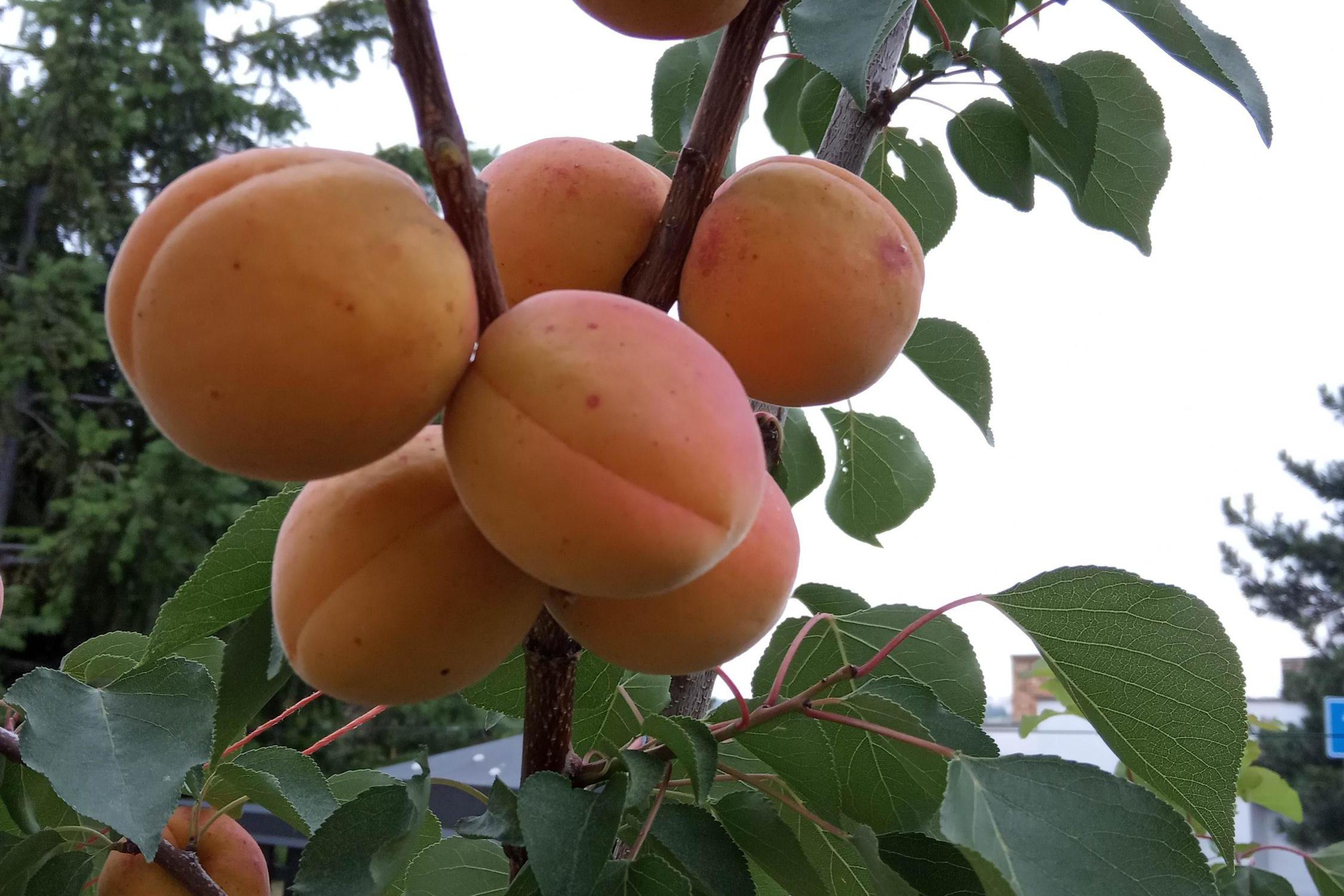 Ovocné stromky Viktor Zavřel