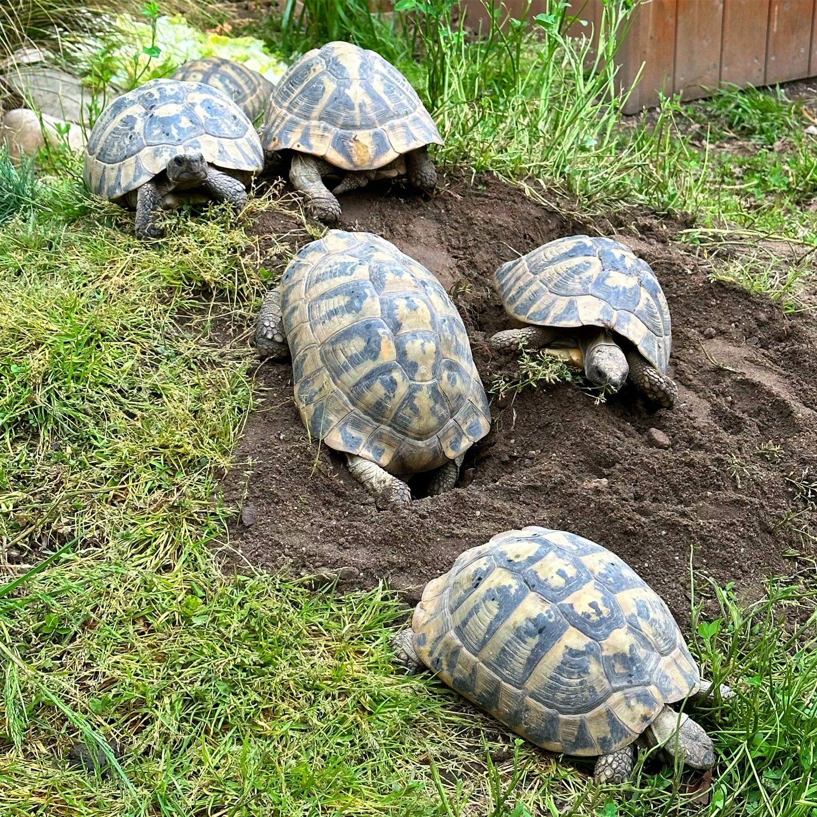 Česká želva foto 4