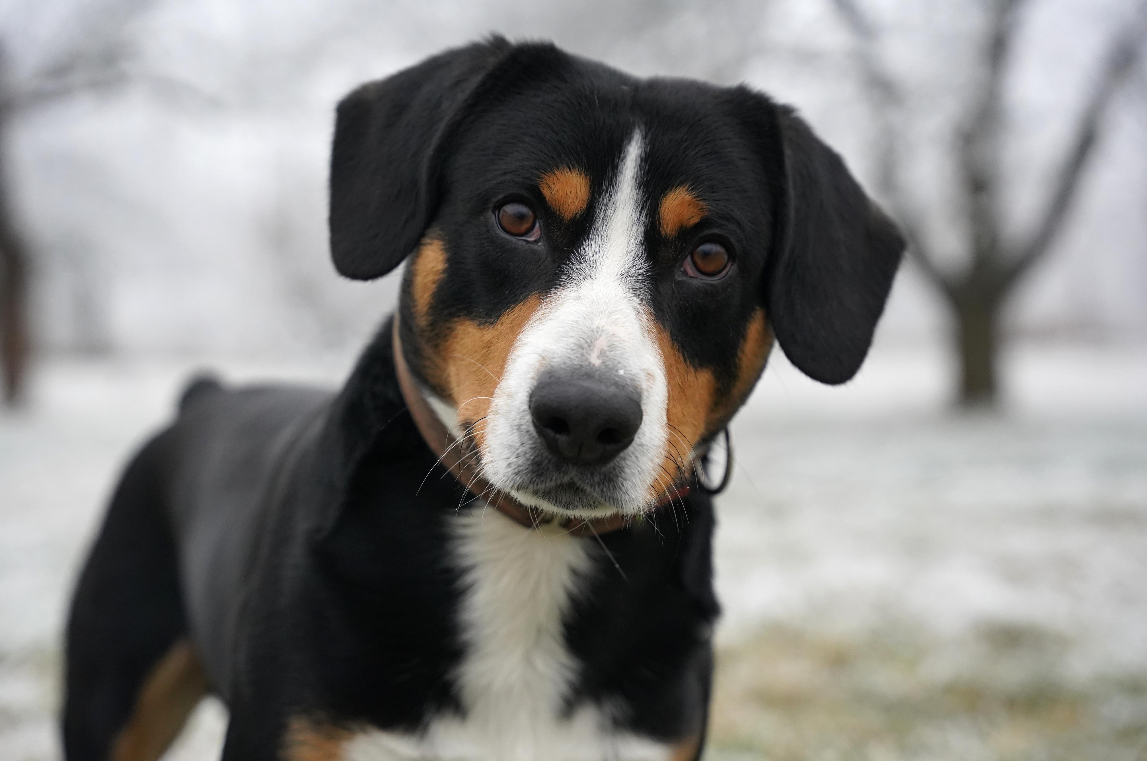 Veterinární výjezdovka - MVDr. Jitka Horáčková