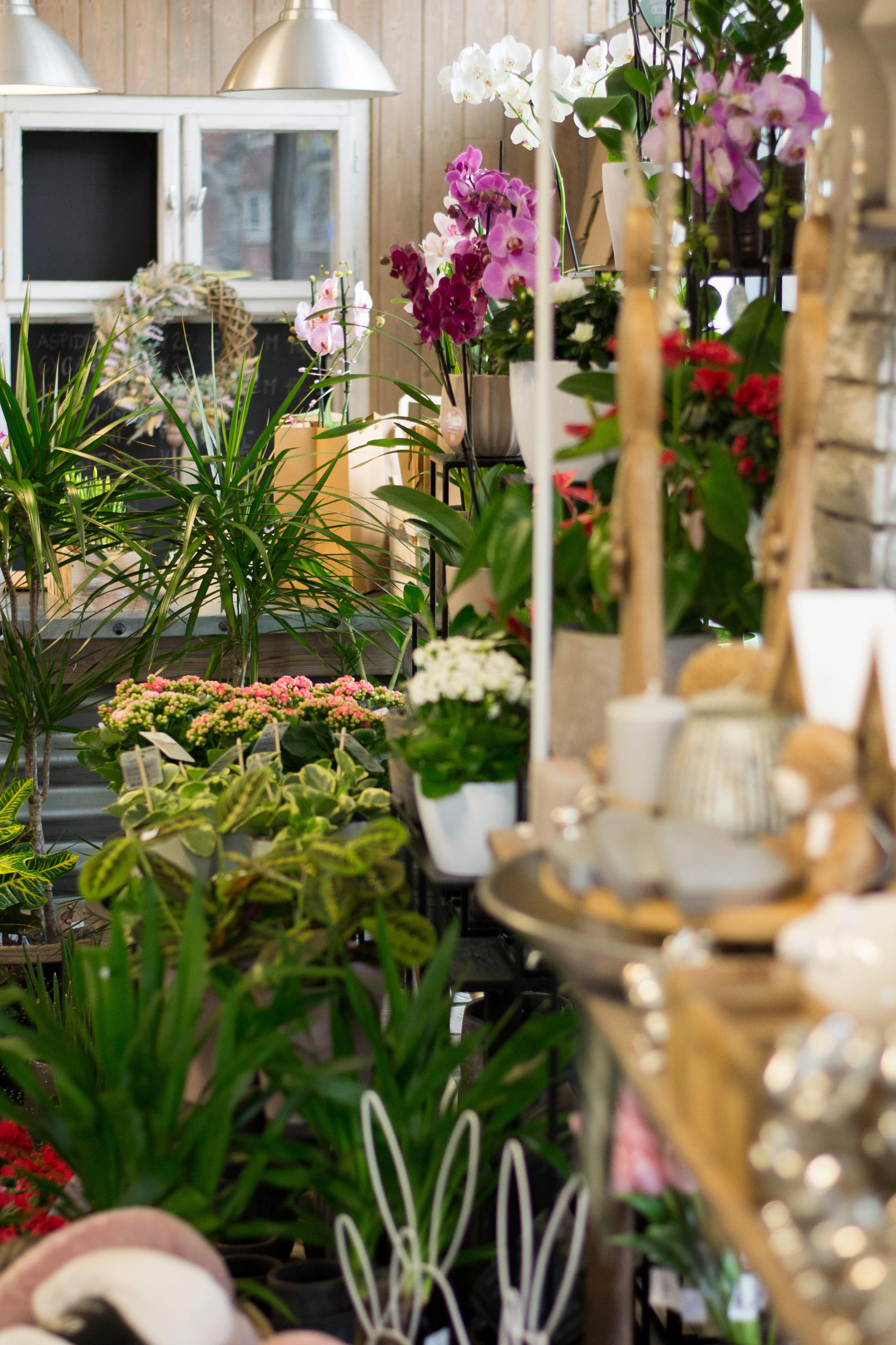 Květinový krámek Sedmikráska foto 4