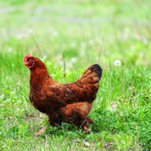 Small livestock farming