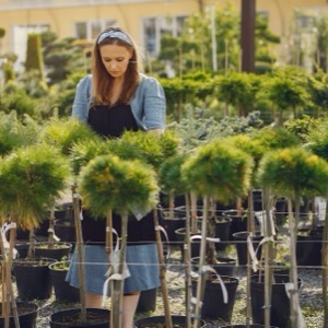 Decorative shrub sellers