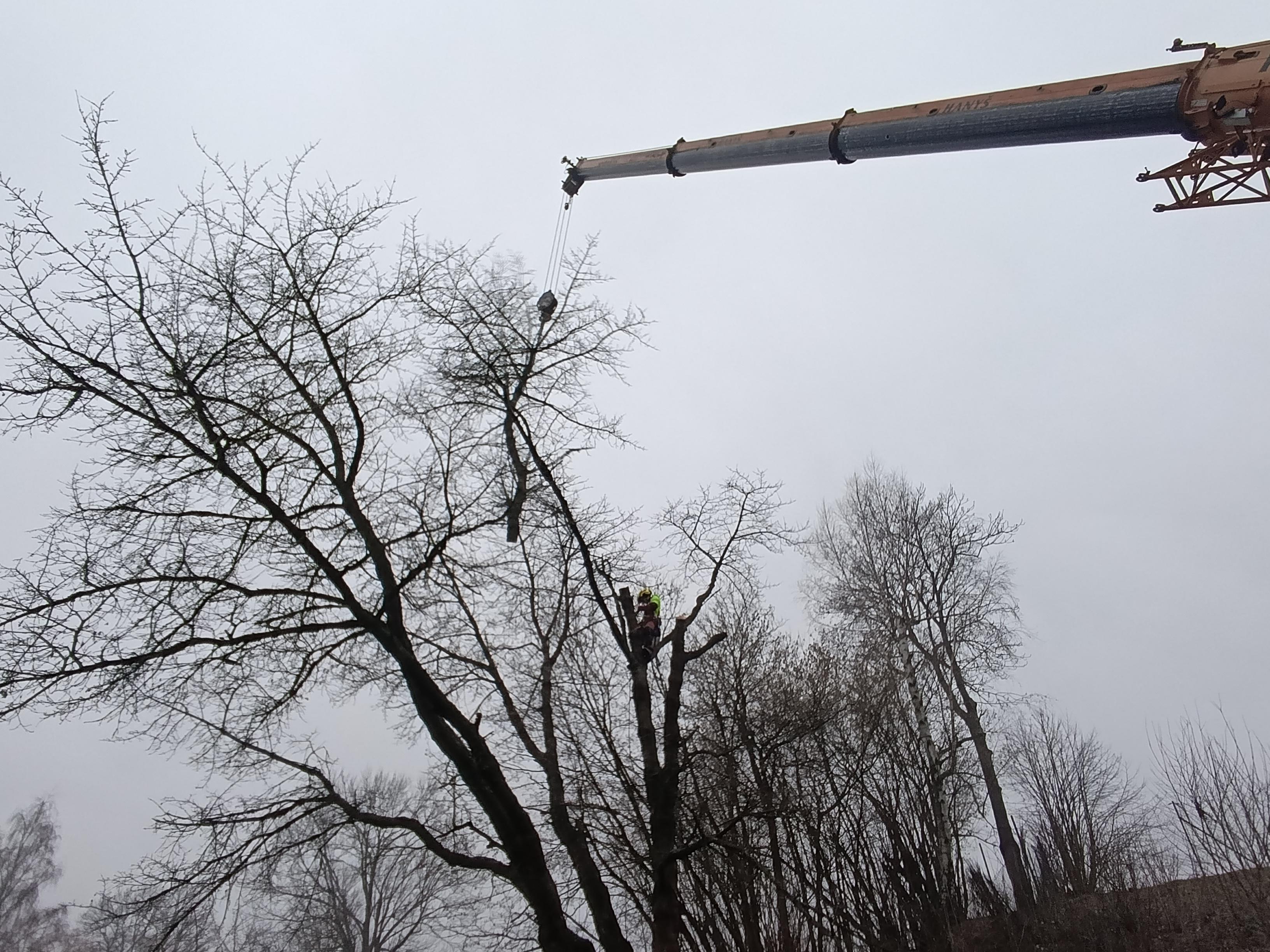 Lukáš Havelka - Rizikové kácení stromů foto 6