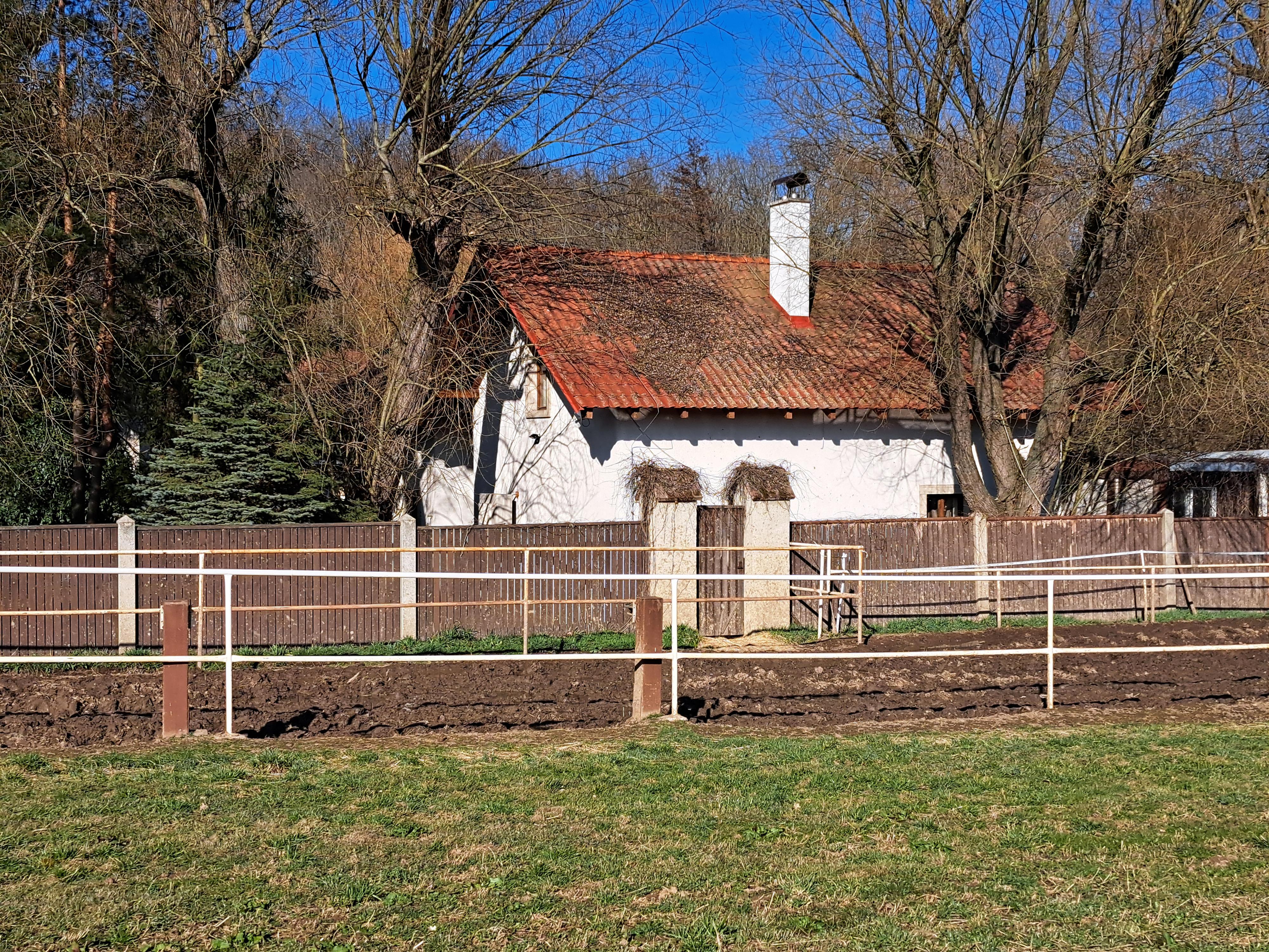 Ludvík Hess - Chov koní foto 2