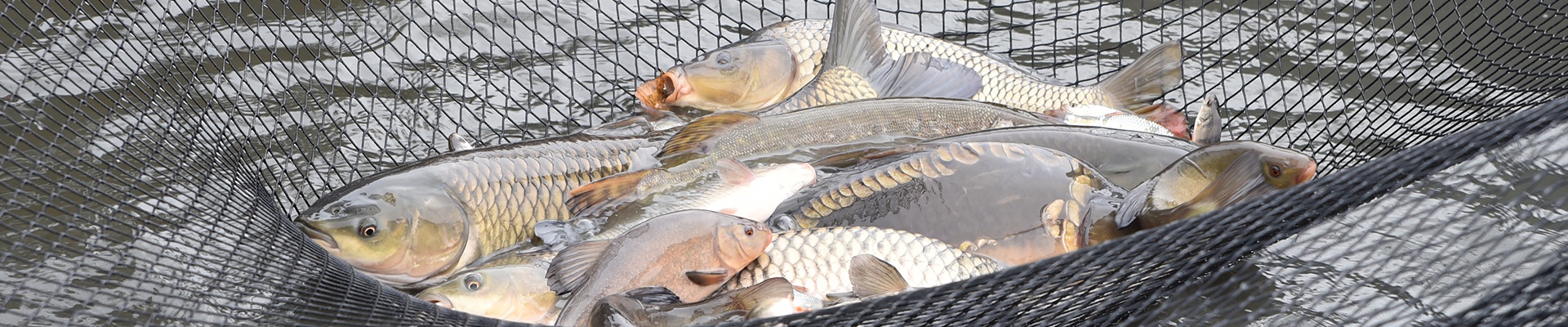 Úvodní obrázek Michal Nechvátal - Prodej ryb