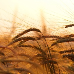 Wholesalers of crop products