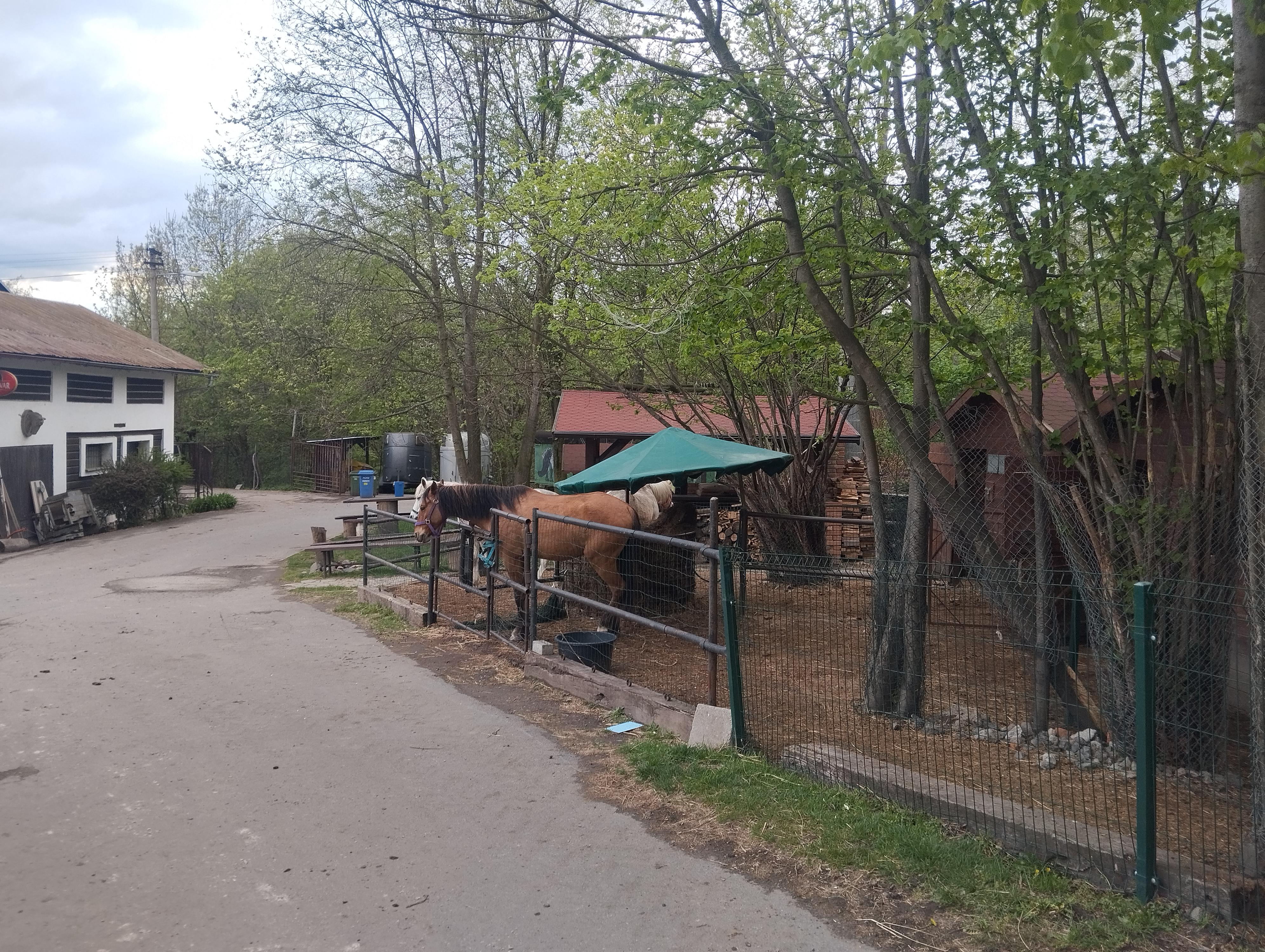 Markéta Hovjacká - trenér a cvičitel jezdectví foto 6