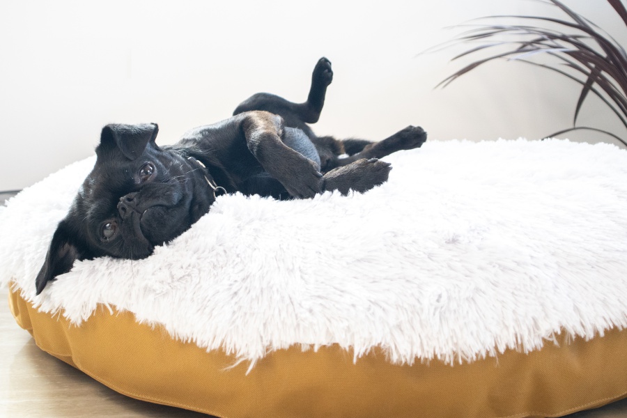 Matrace a pelechy pro psy Samohýl Exclusive