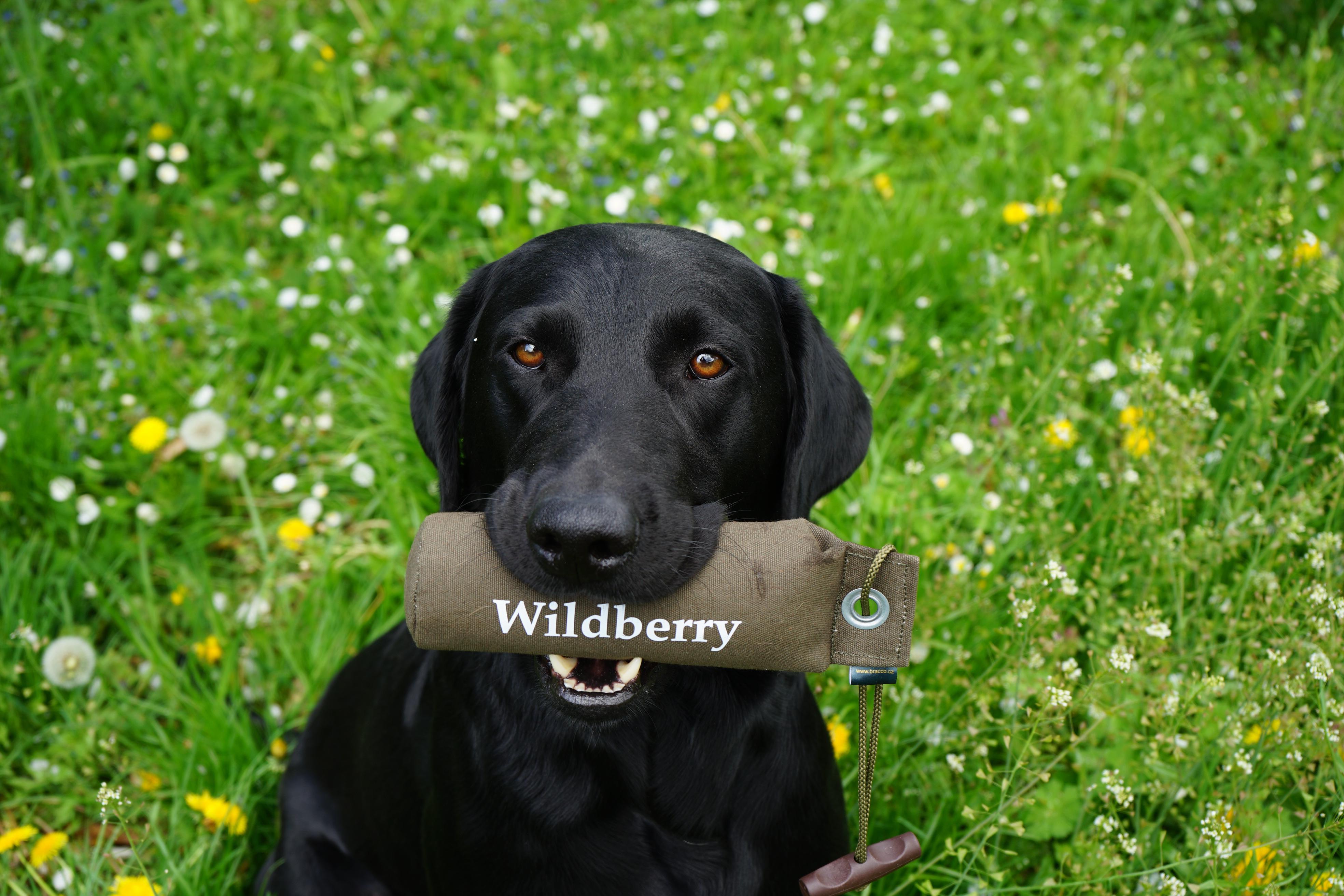 Wildberry Gundogs - Veronika Majerová