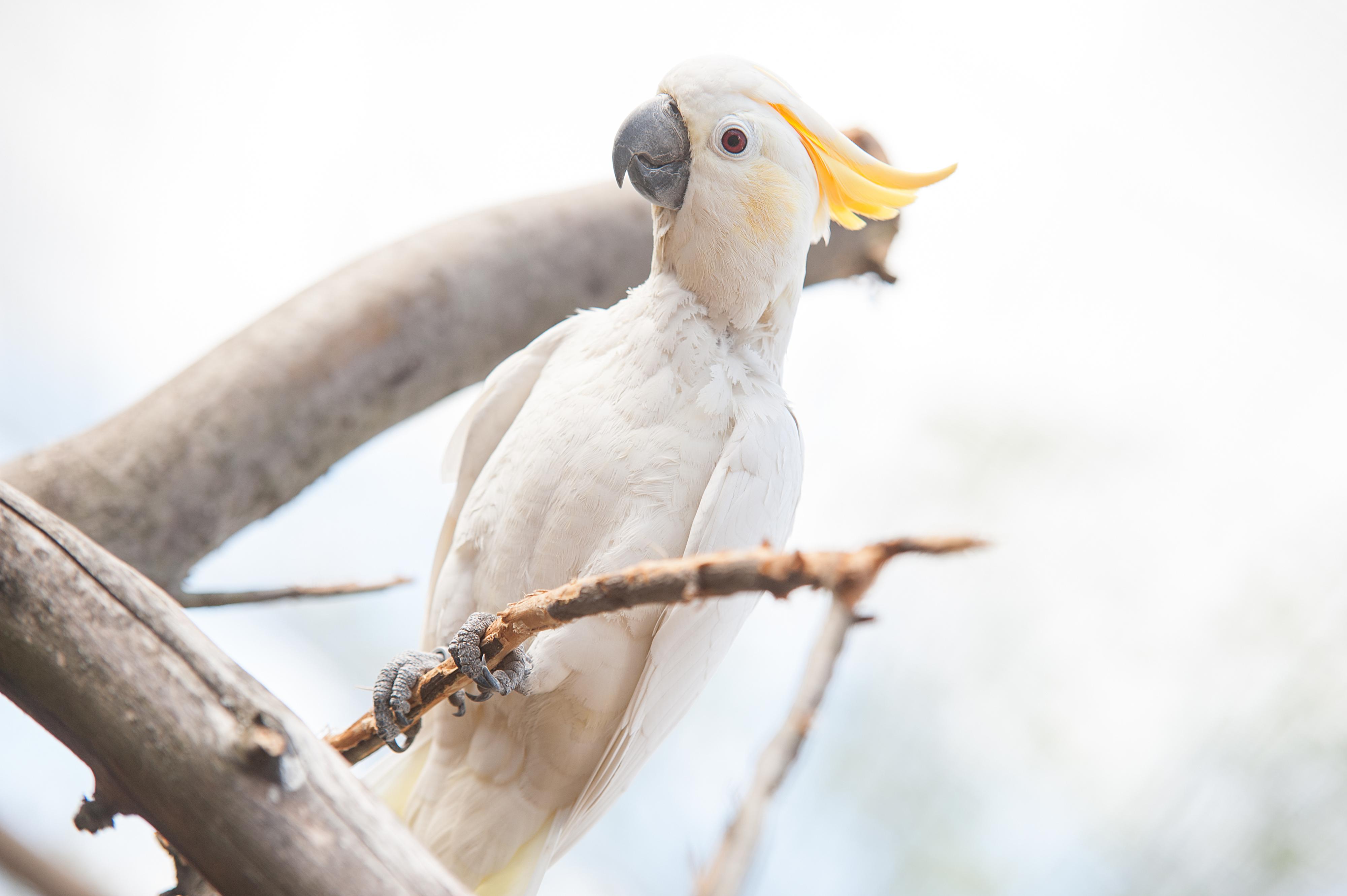 Záchranná stanice PAPOUŠČÍ RÁJ foto 3
